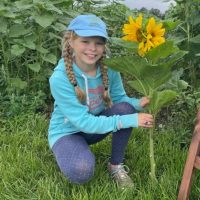 Sunflower Picking Pro