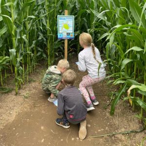 LichfieldMaizeMaze_Square5