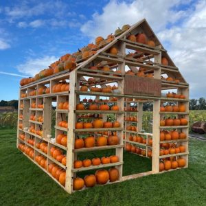 PumpkinSquare